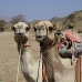 camel_desert_ma_v_0304_egy3579.jpg